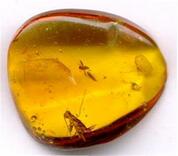 Amber with insect inclussions Oztreasure