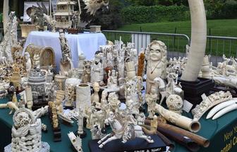 An effort to devalue the ivory market.​