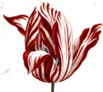 Semper Augustus Tulip
