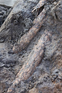 MAMMOTH IVORY IN RIVER MUD