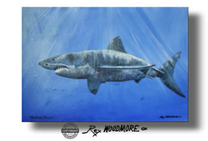 Great White Shark found on oztreasure.weebly